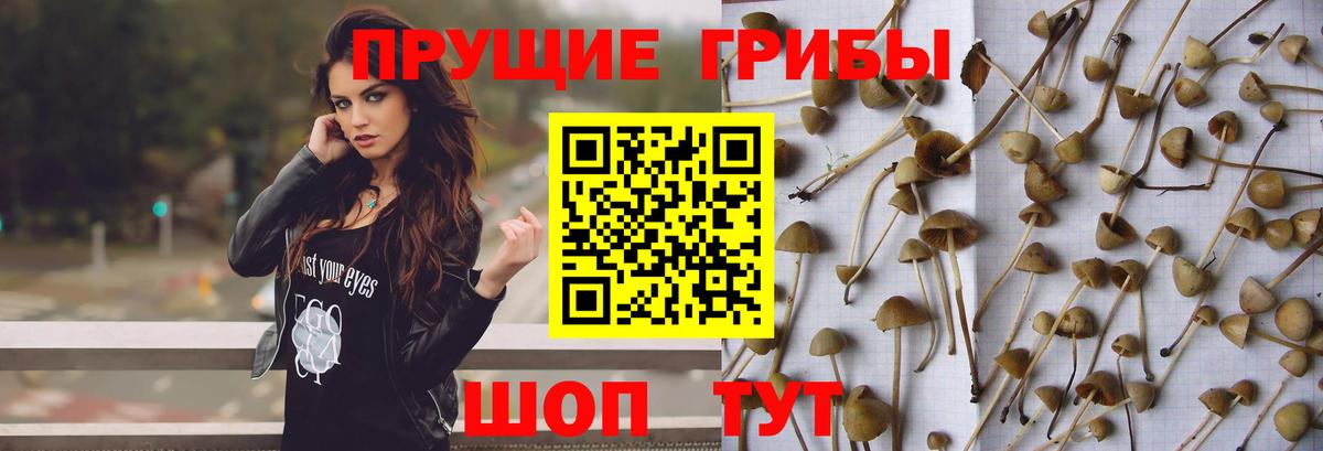 Псилоцибиновые грибы Psilocybe Татарск